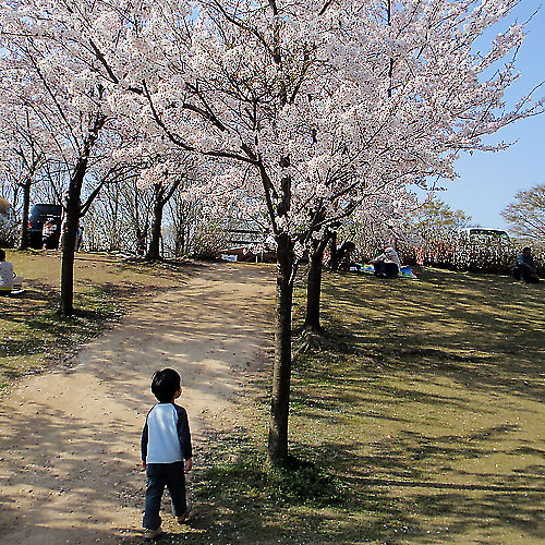 辰口丘陵公園 桜と長男