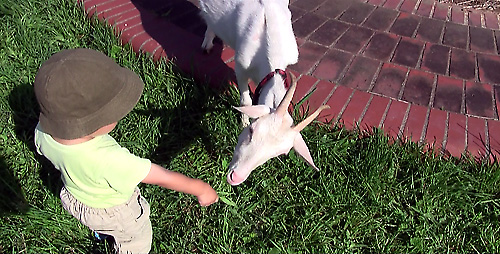 2009稲葉山牧場 2009稲葉山牧場