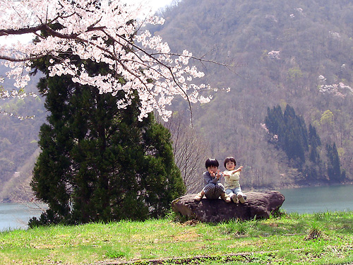 桜が満開の九頭竜湖